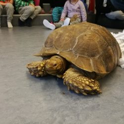Institutions besøg med sporreskildpadde