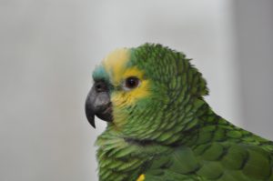 Freja, amazone papegøje