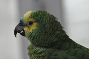 Vennezuela papegøje