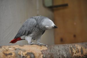 Rødhaled grå jaco papegøje