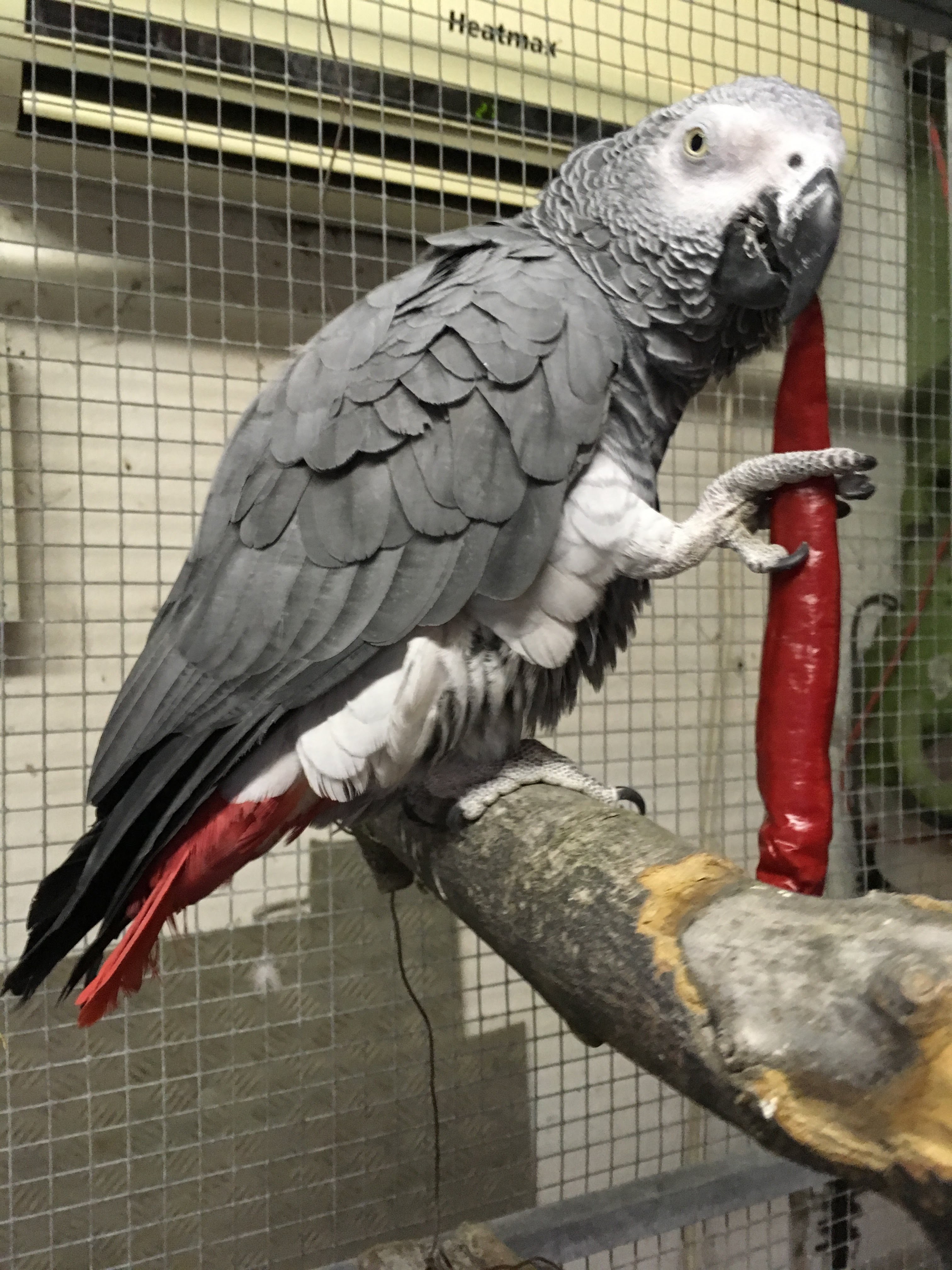 grå jaco papegøje - Monkey