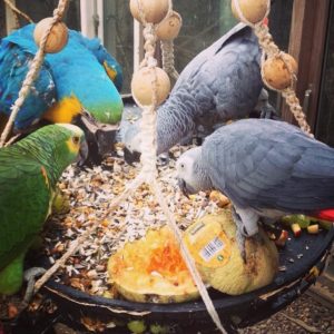 10 kg papegøje blanding