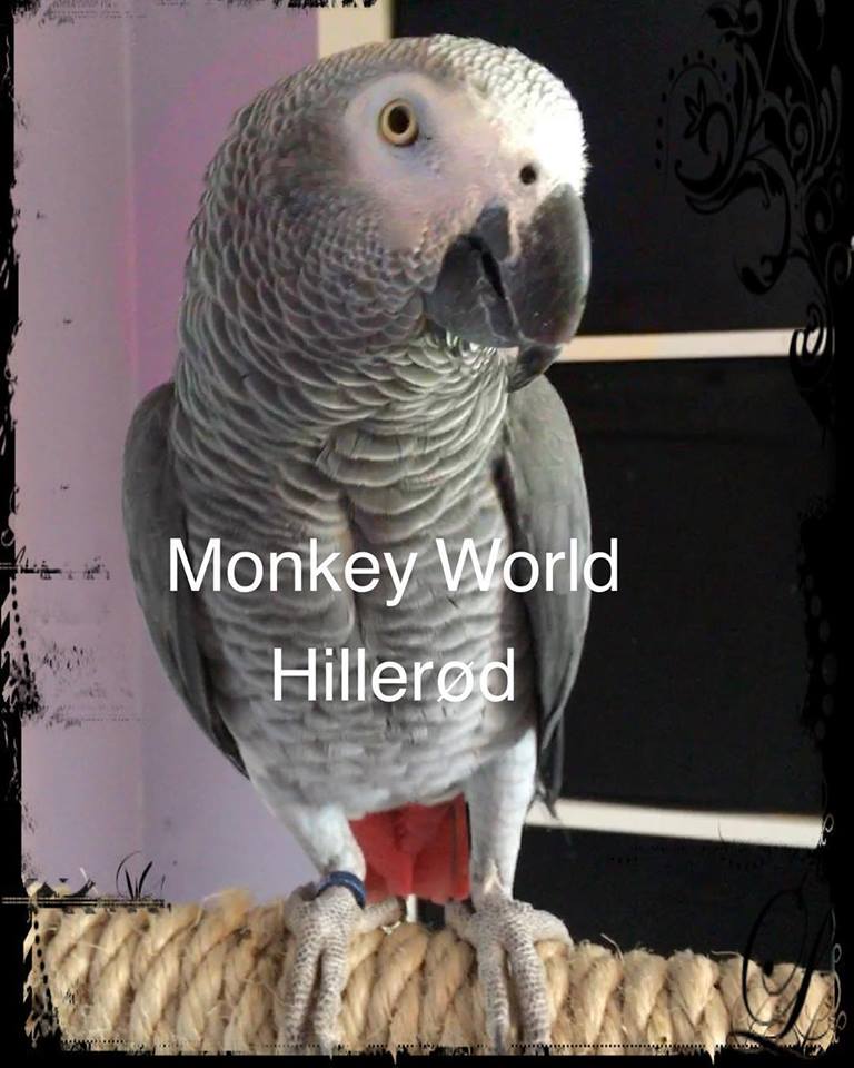 Hop ind specielt Bogholder Monkey World Rødhaled grå papegøje ⇒ Læs mere om papegøjer her!