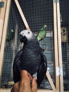 Grå Jaco papegøje