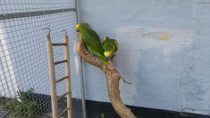 Paulo Amazone papegøje