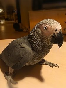 Rødhalet grå Jaco papegøje