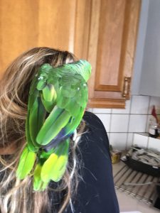 Gulkindet Amazone papegøje