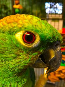 Grønnakket Costa Rica Papegøje