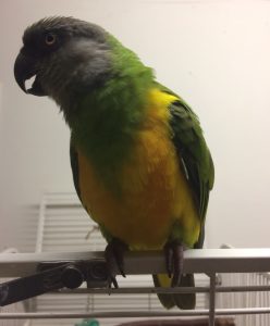 Pasning af papegøjer