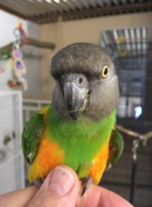 Senegal papegøje, Varg