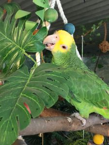 Cody Amazone papegøje