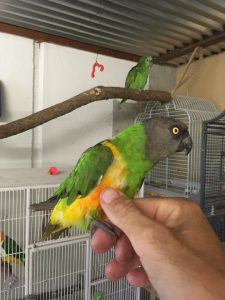 Senegal papegøje, Varg