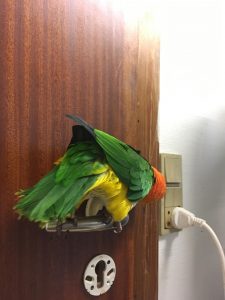 Balu caique klovne papegøje