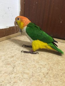 Balu caique klovne papegøje