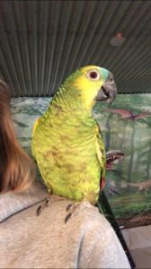 Amazone papegøjen Dora