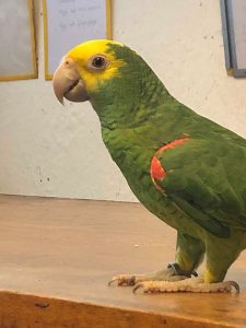 Cody Amazone papegøje