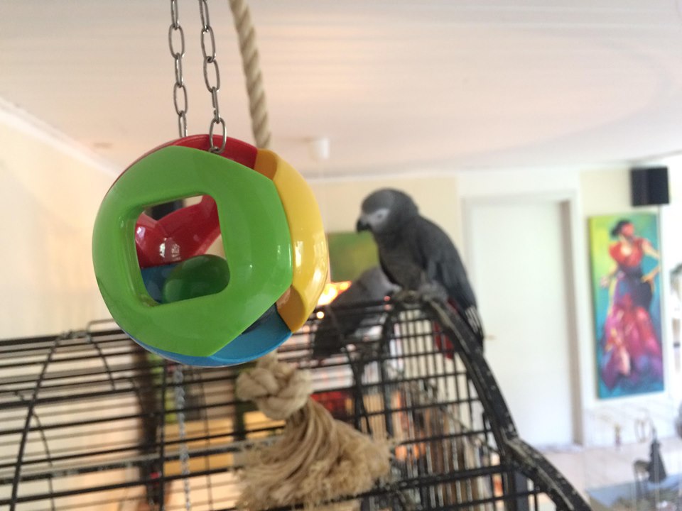 Papegøje bold